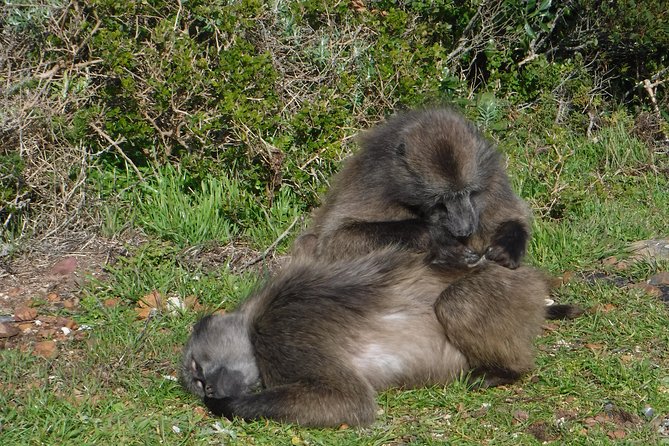 Cape of Good hope, Cape Point & Penguins, Private Morning Tour - Cape Point Nature Reserve: What You Actually Do in About an Hour