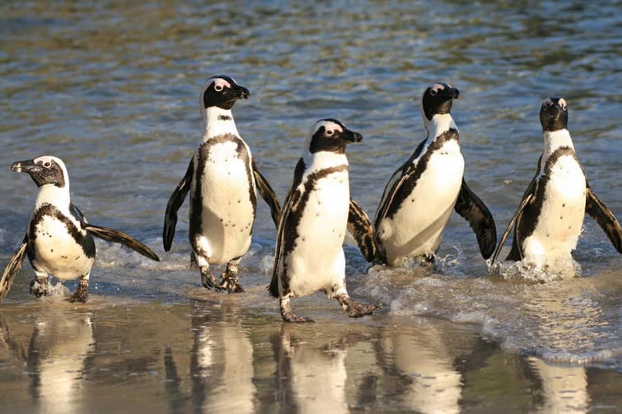 Cape of Good Hope, Chapman's Peak Drive, Penguins , Seals - Key highlights worth your attention