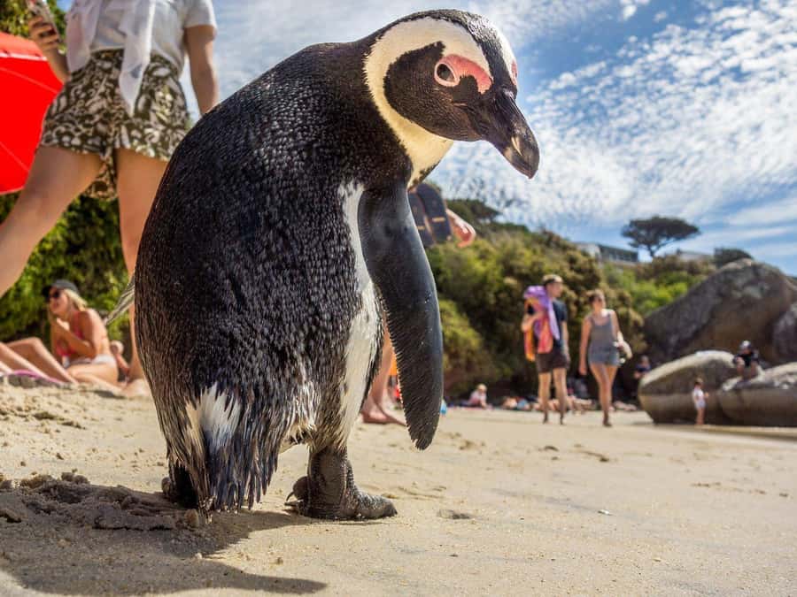 Cape of Good Hope, Chapman's Peak Drive, Penguins , Seals - Price and budget reality: what $44 covers versus what you may add