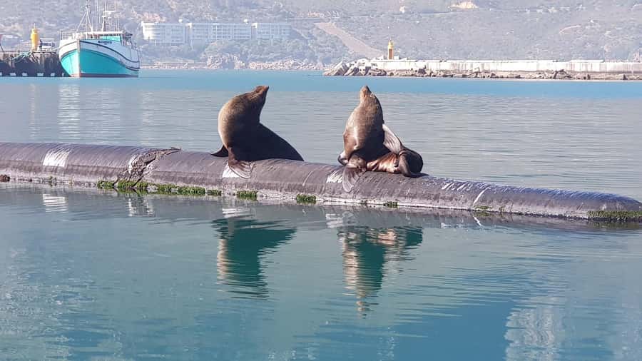 Cape of Good Hope, Chapman's Peak Drive, Penguins , Seals - Boulders Beach penguins, plus other wildlife around the colony
