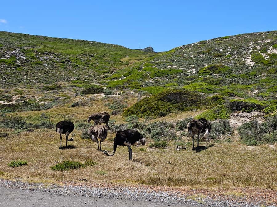 Cape of Good Hope & Penguins Private Tour - Noordhoek Farm Village coffee break and the ostrich farm pass-by
