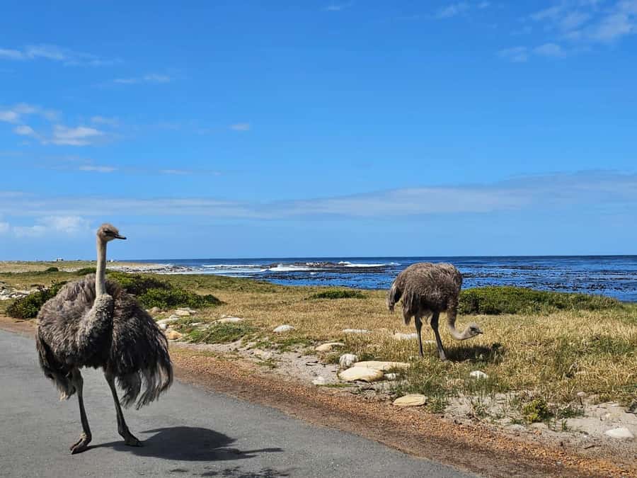 Cape of Good Hope & Penguins Private Tour - Boulders Beach African penguin colony, up close but follow the rules