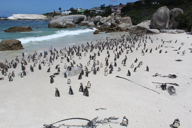 Cape Of Good Hope, Penguins Private Tour from Cape Town full day - The day starts at the Silo, then you’re in “coastal camera mode”