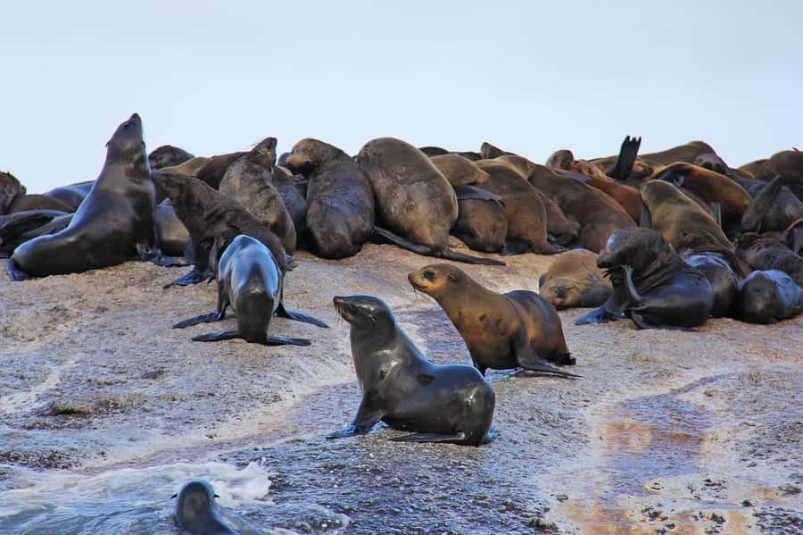 Cape of Good Hope Penguins Seals & Chapmans Peak Shared Tour - Cape of Good Hope Nature Reserve: wildlife spotting from the vehicle