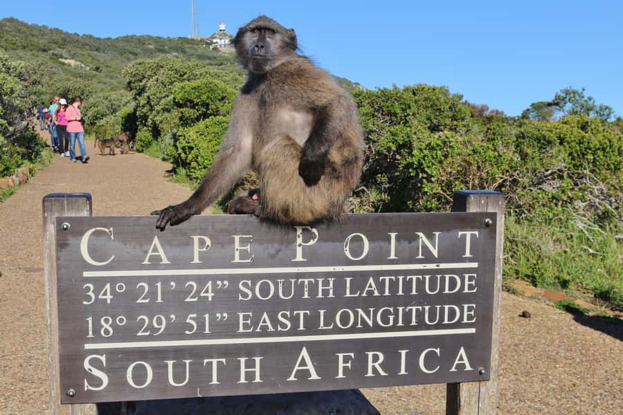 Cape of Good Hope Penguins Seals & Chapmans Peak Shared Tour - The 8-hour flow: from Cape Town pickup to St James cabanas