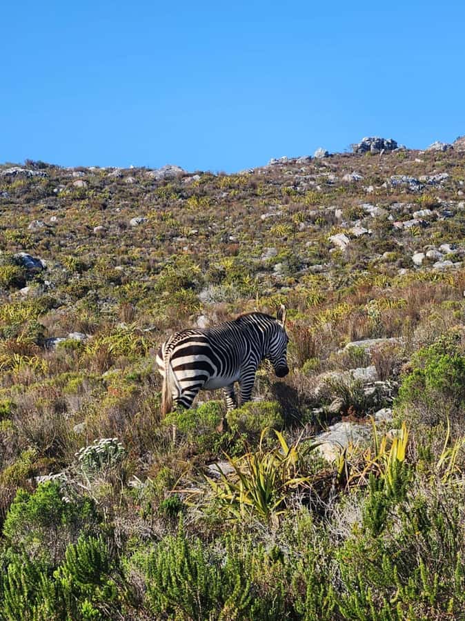 Cape of Good Hope & Penguins Shared Tour - Key highlights to know before you go