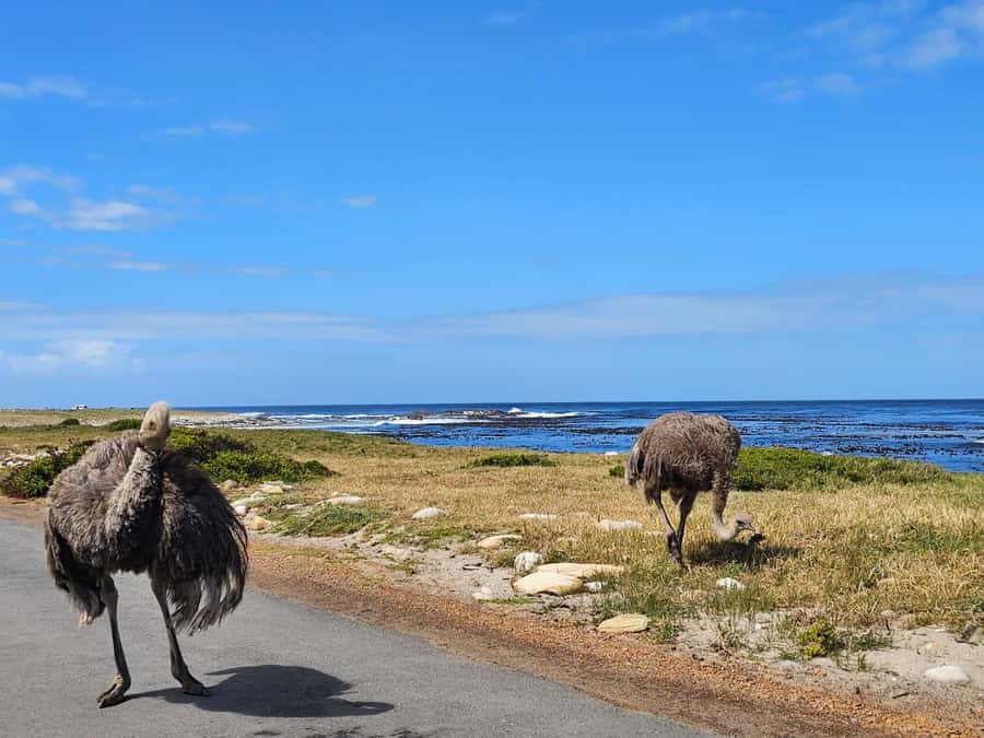 Cape of Good Hope & Penguins Shared Tour - Boulders Beach penguins: up close, but still respectful of the colony