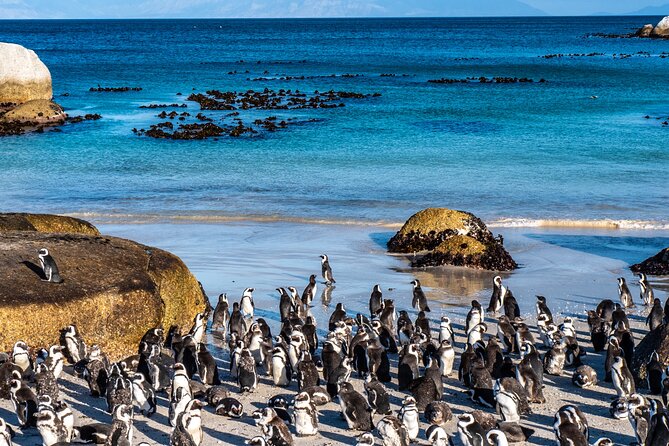 Cape of Good Hope & Penguins Small Group Tour from Cape Town - Simon’s Town and Just Nuisance: story stop with an easy lunch option