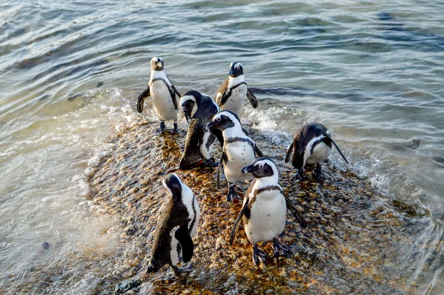 Cape of Good Hope: Sightseeing and African Penguins Tour - Practical Comfort Tips Before You Go