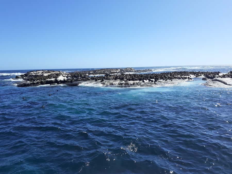 Cape of Good Hope: Sightseeing and African Penguins Tour - Rolling Through Hout Bay, Then Heading Toward Seal Island