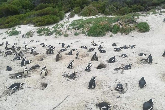 Cape of Goodhope Tour a Full Day Exploring the Cape Peninsula - Comfort and first moments: pickup, WiFi, and guide energy