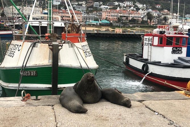 Cape Peninsula Adventure - The Coastal Warm-Up Through Clifton and Camps Bay