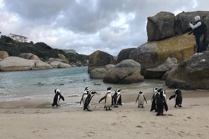 Cape Peninsula Adventure - Boulders Beach Penguin Colony and Simons Town Pass-By