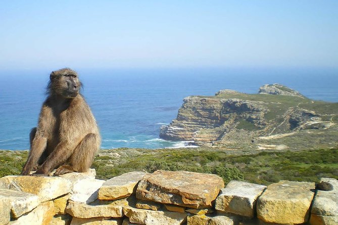 Cape Peninsula and Boulders Full Day Tour with Private Transfer - Private Pickup and How the Day Feels From Cape Town