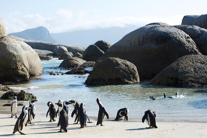 Cape Peninsula and Boulders Full Day Tour with Private Transfer - Cape of Good Hope Nature Reserve Wildlife Time