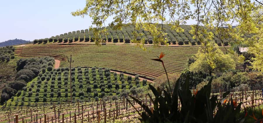 Cape Peninsula and Winelands Private Full-Day Combo Tour - Simon’s Town Lunch Break: Where the Day Gets a Bit More Local