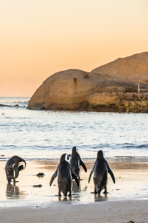 Cape Peninsula & Penguins Beach Half Day Tour from Cape Town - Price and value: what $36 buys, plus the fees you should budget