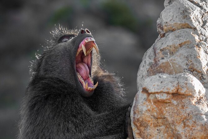 Cape Peninsula & Penguins Private Day Tour, Entrances Included. - Hout Bay and Duiker Island Option: Seals Close Up (If You Pay Extra)