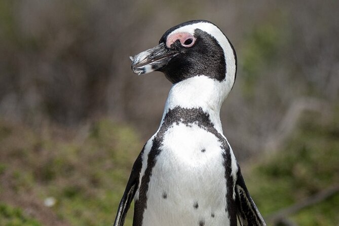 Cape Peninsula & Penguins Private Day Tour, Entrances Included. - Private Transportation and Your Guide: What It Really Changes