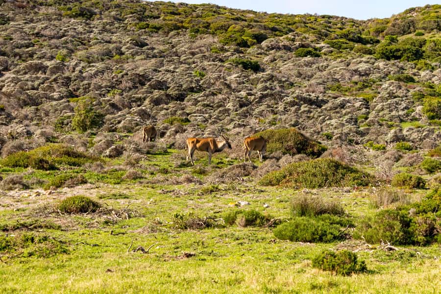 Cape Peninsula: Private Half Day Tour - Cape Point and Cape of Good Hope reserve: cliffs, icons, and wildlife chances