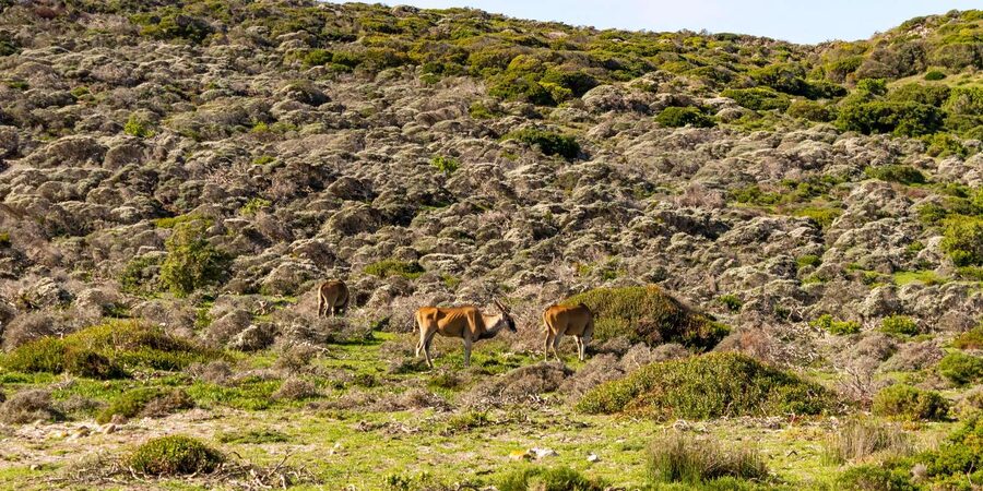 Cape Peninsula: Private Half Day Tour - Boulders Beach and the penguins: seeing African penguins close up