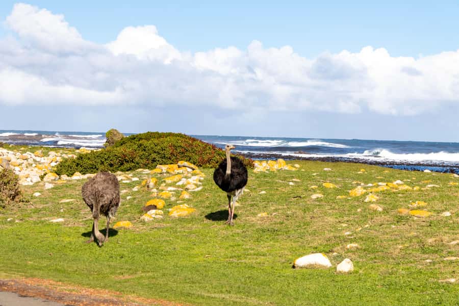 Cape Peninsula: Private Half Day Tour - What is included, what you must pay separately, and how to budget
