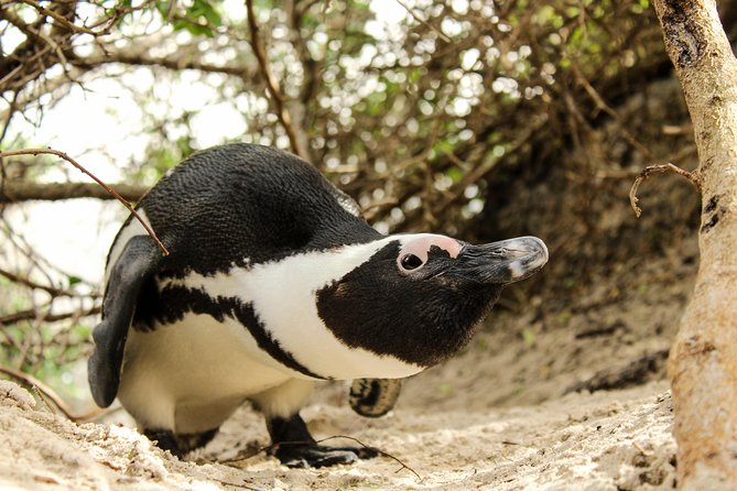 Cape Peninsula Private tour - A private driver makes the Cape Peninsula feel doable