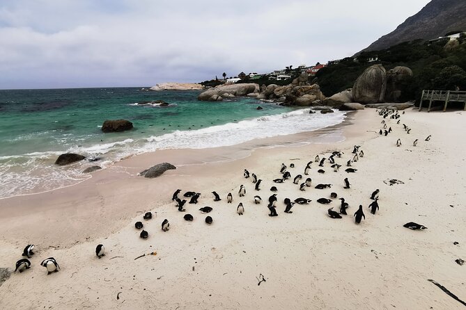 Cape Peninsula Private Tour In Cape Town South Africa - Key highlights to know before you go