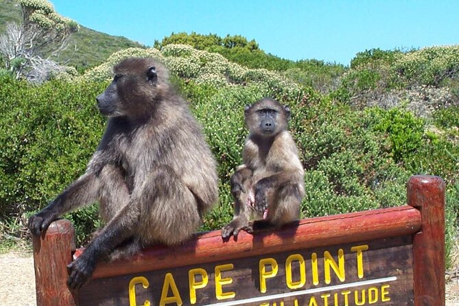 Cape Peninsula Private Tour In Cape Town South Africa - Chapman’s Peak Drive, Hout Bay seafood vibes, and Signal Hill 360 views