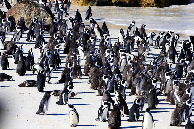 Cape Peninsula Private Tour Include Park Fees - Key moments to expect