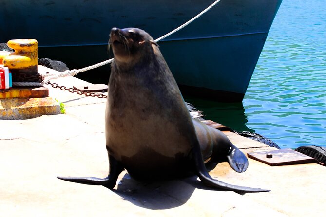 Cape Peninsula Private Tour Include Park Fees - A Private Cape Peninsula Day with 8:00 am Pickup and a Real Plan
