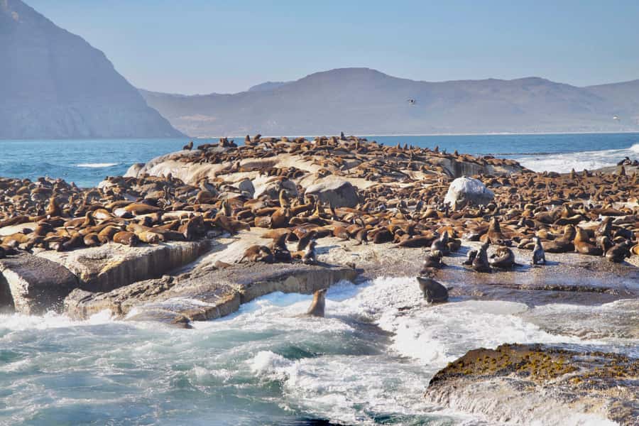 Cape Peninsula Shared Half-Day Tour - Cape Point and Cape of Good Hope Nature Reserve: where you feel the coast’s extremes