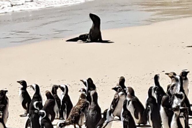 Cape Peninsula Tour Cape Town City - Cape Peninsula in One Long Day: The Real Value