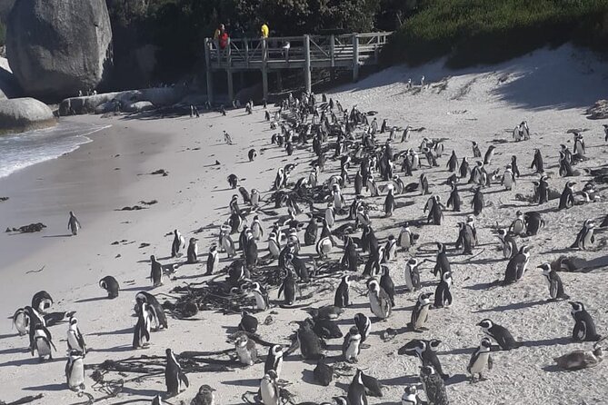 Cape Peninsula Tour Cape Town City - Hout Bay Beach, Seal Island Boat Trip, and What to Watch For