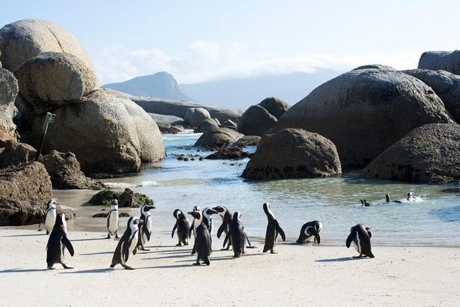 Cape Peninsula Tours - Chapmans Peak drive: the Peninsula’s best “view in motion”