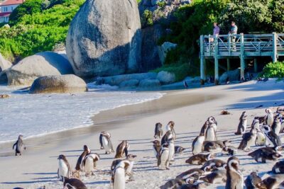 Cape Point and Boulder’s Penguins Full Day Tour