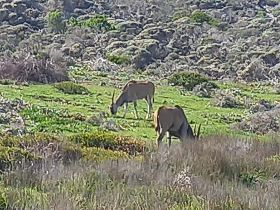 cape point and penguin ,muizenberg, bookapp - Picking Up, Timing, and Why the 9 Hours Works
