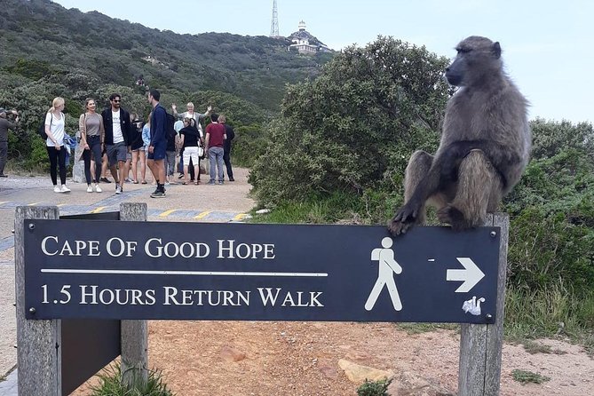 Cape Point, Boulder's Beach in Private Car Entrance Fees Included - Driving through the Table Mountain Natural Reserve toward Cape of Good Hope