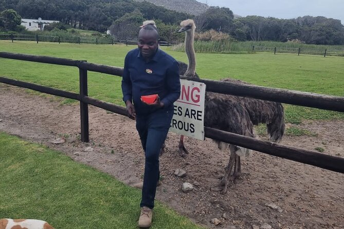 Cape Point Cape Of Good Hope And Penguins Private Tour - Muizenberg finish, a short history stop before you head back