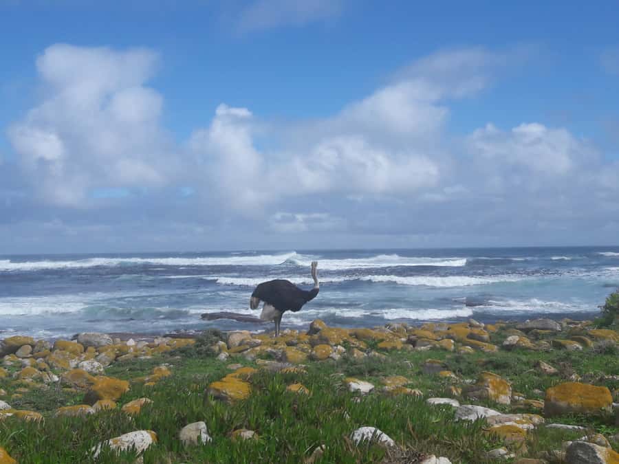 Cape Point Cape of Good Hope, Penguins Private Half day Tour - Key Things I’d Focus On Before You Go