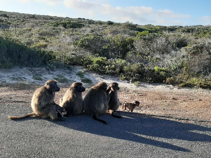 Cape Point Cape of Good Hope, Penguins Private Half day Tour - Why This Half-Day Cape Point Loop Feels Efficient