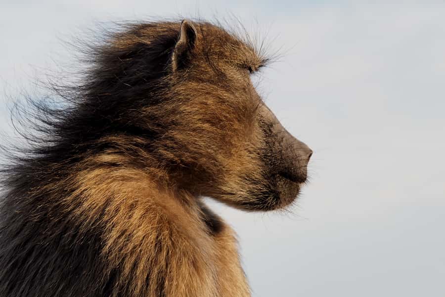 Cape Point Cape of Good Hope, Penguins Private Half day Tour - Muizenberg and Kalk Bay: Coastal Stops That Set the Mood