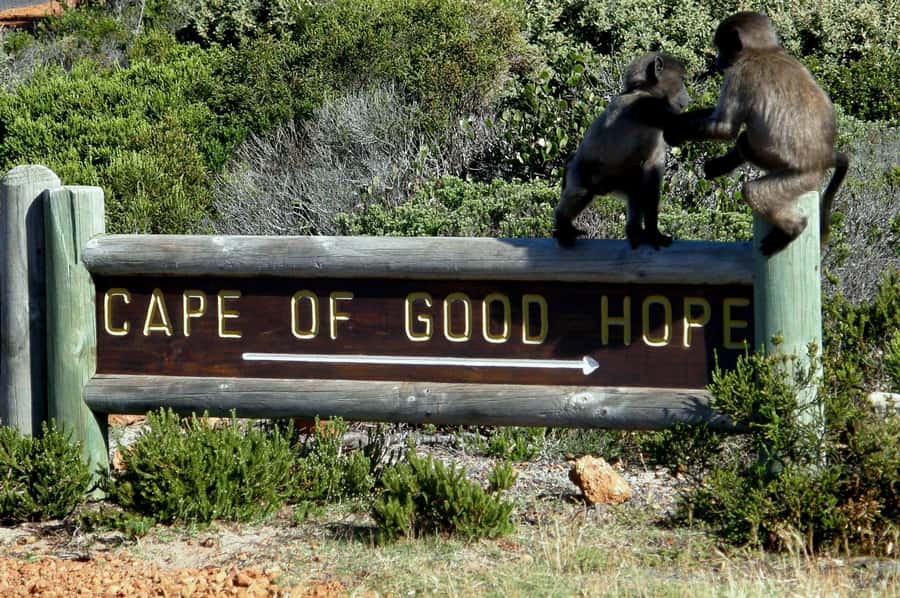 Cape Point Cape of Good Hope, Penguins Private Half day Tour - Old Lighthouse to New Cape Point Lighthouse: Photos Plus Breathing Space