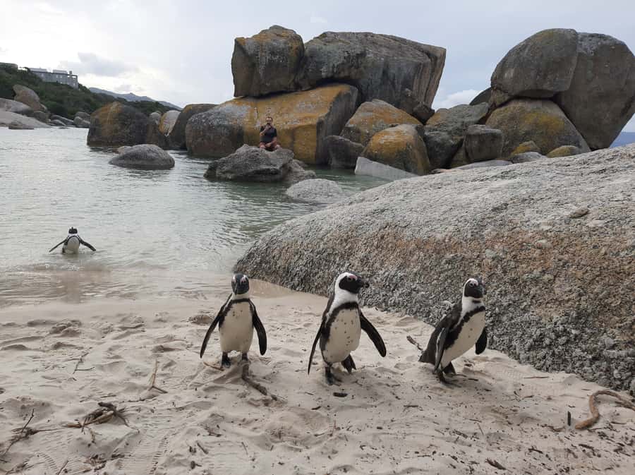 Cape Point Cape of Good Hope, Penguins Private Half day Tour - Route Highlights: Chapmans Peak, Twelve Apostles, and False Bay Views