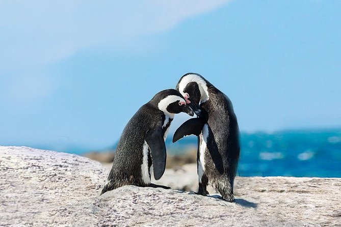 Cape Point Explore with Boulder's Penguins Small Group Day Tour - Why This Cape Peninsula Day Trip Makes Sense From Cape Town