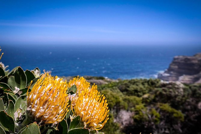 Cape Point Explore with Boulder's Penguins Small Group Day Tour - Cape of Good Hope Lighthouse Views and the Atlantic Feeling