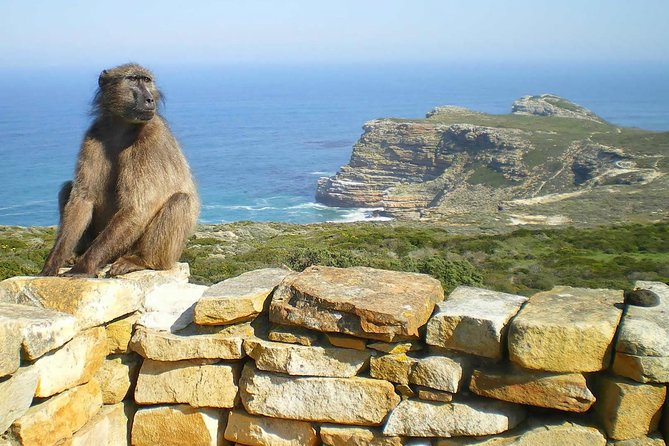 Cape Point Explore with Boulder's Penguins Small Group Day Tour - How the Small Group Pace Actually Feels