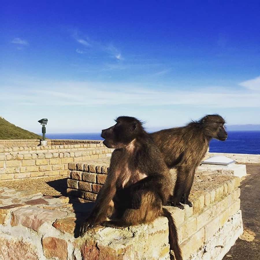 Cape Point Full-Day Tour From Cape Town - Why Cape Point and Cape of Good Hope feel like the main event