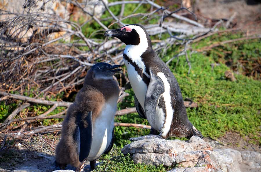 Cape Point Full-Day Tour From Cape Town - Boulders Beach penguins in Simon’s Town, and how to plan for the best animal time