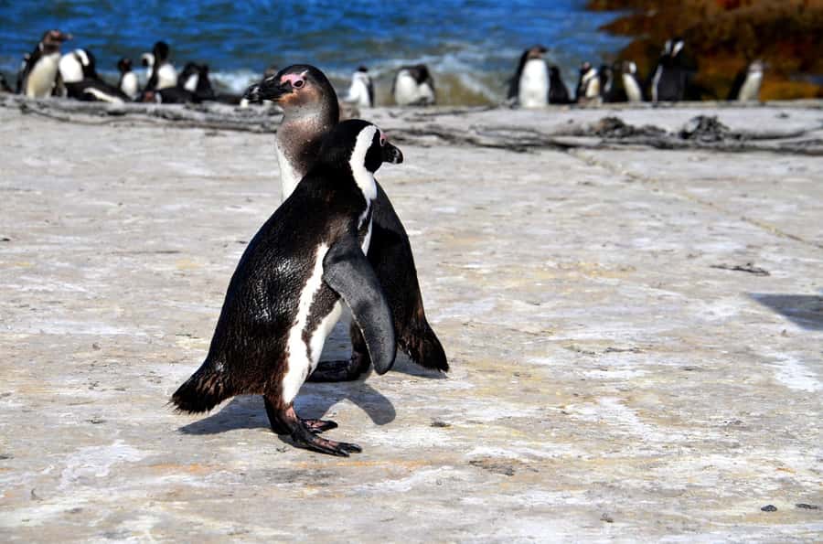 Cape Point Full-Day Tour From Cape Town - Hout Bay break time, and the Seal Island option if you want more sea time